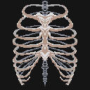 Ribs